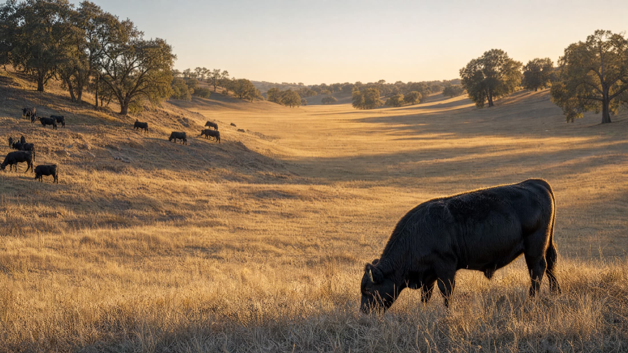 A black Angus cow grazing close in golden grass at sunset, the herd scattered across an oak-dotted hillside behind