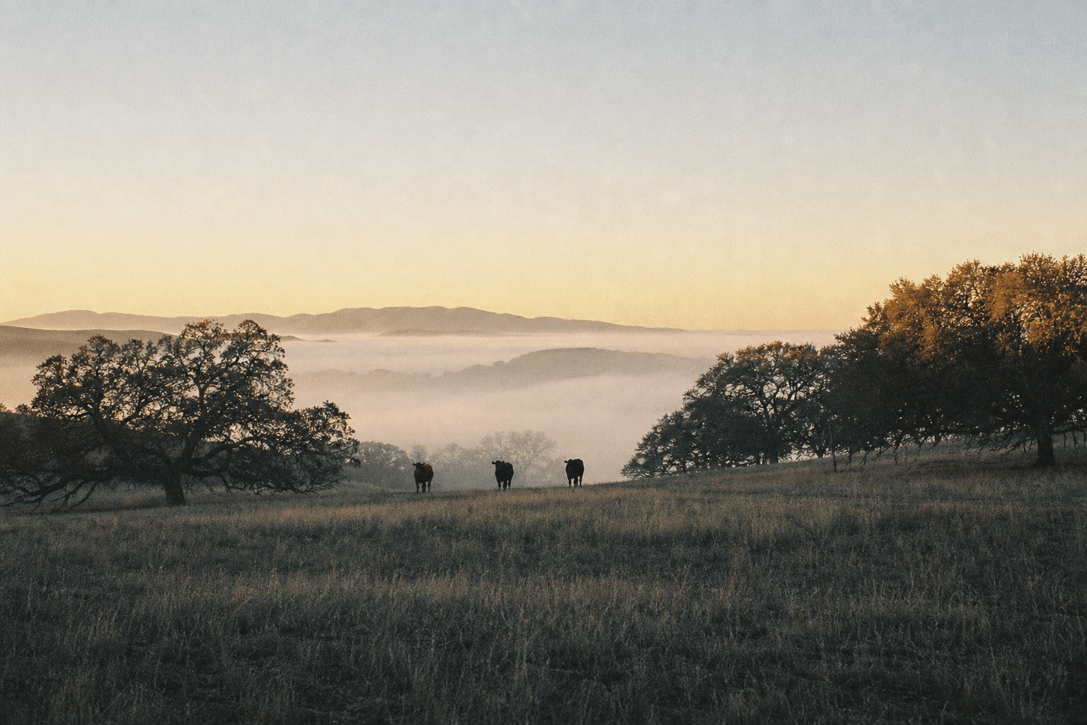 Dawn fog pooling in the valley below oak-studded pasture, three cattle silhouetted in the mist