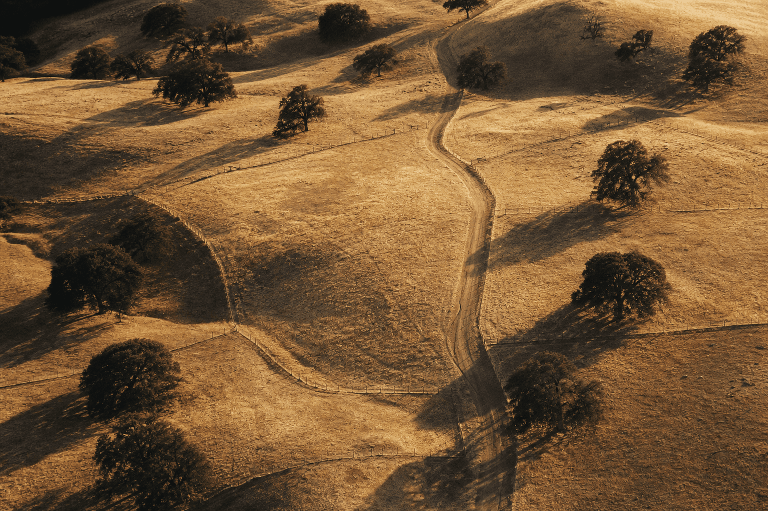 Aerial view of golden pasture divided into paddocks by fence lines, oaks casting long shadows