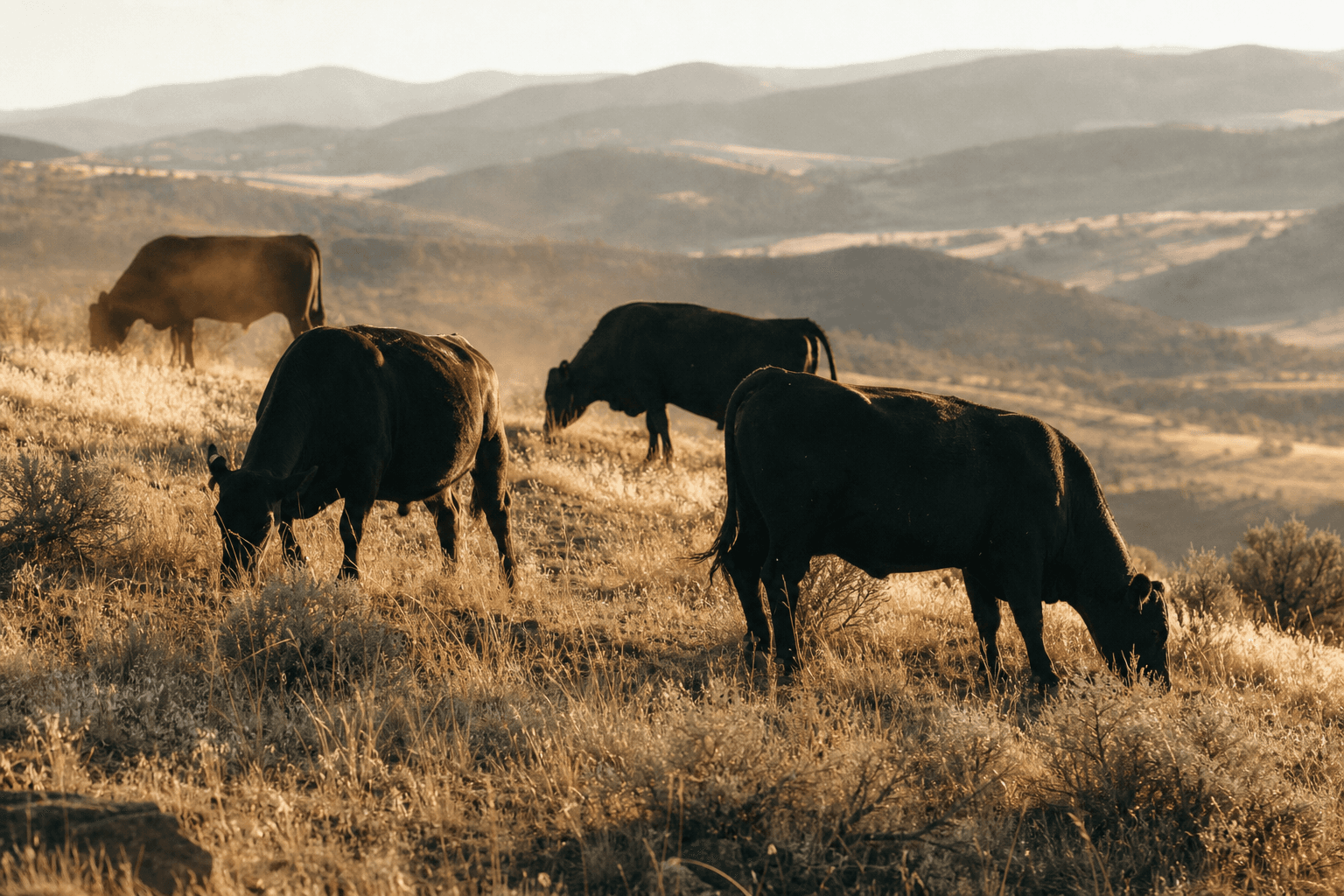 Black Angus cattle grazing a golden slope in staggered depth, dust hanging in late light