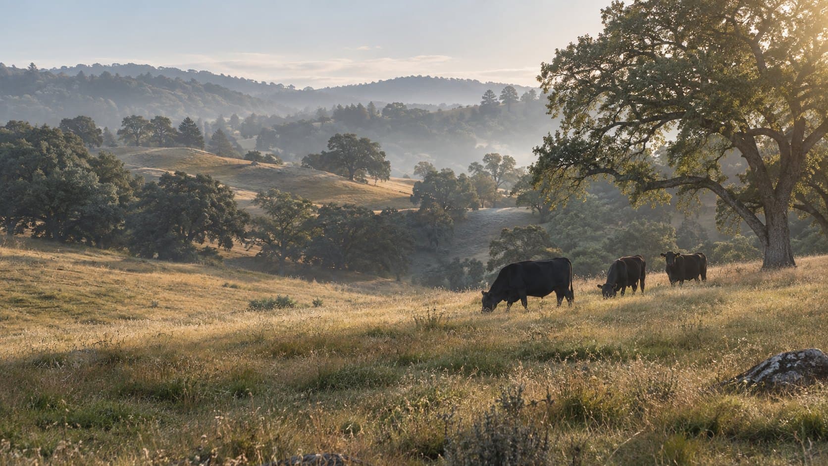 Cattle grazing beneath an oak in a California foothill pasture