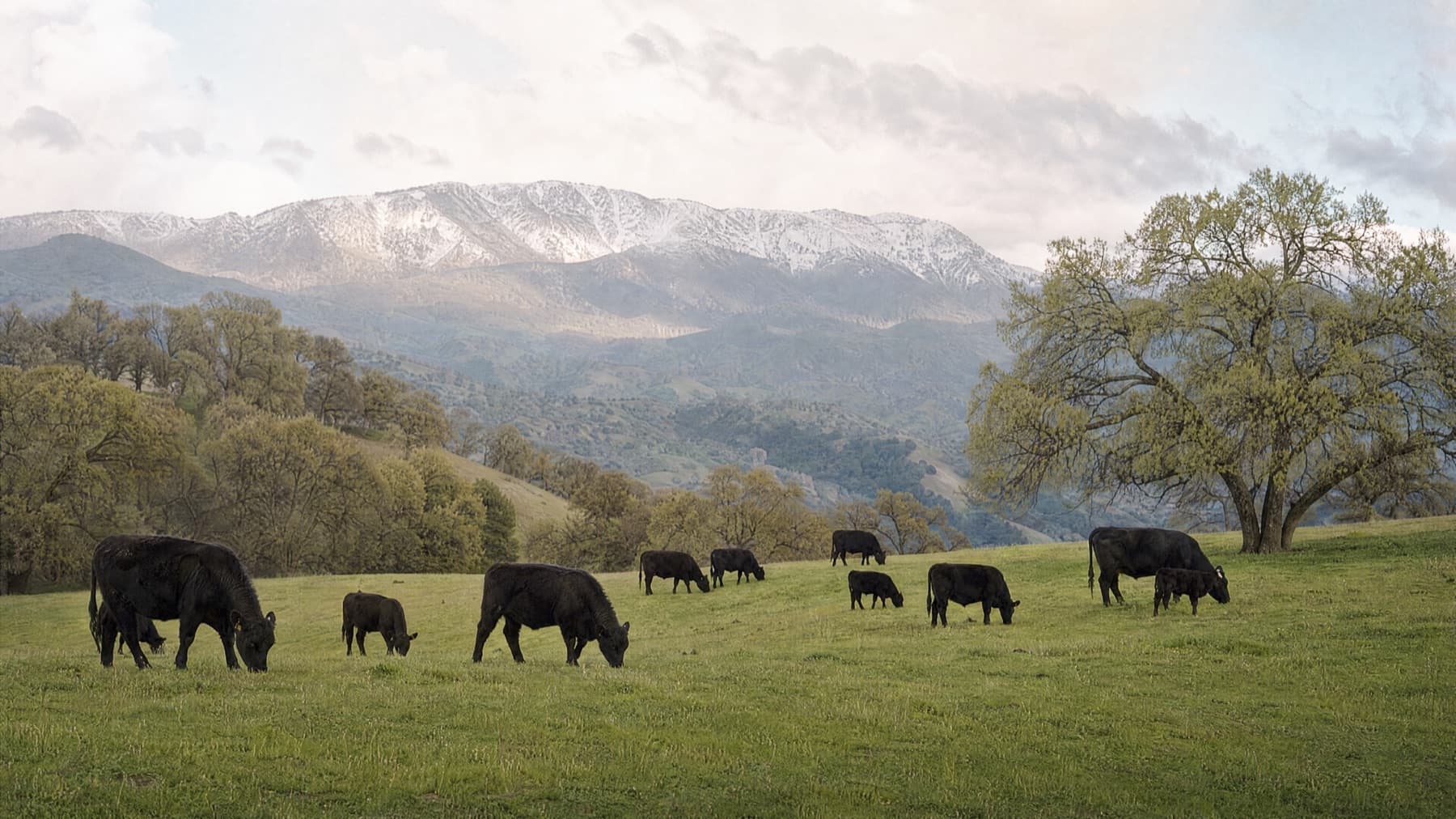 Black Angus cows with young calves on lush green spring pasture, snow-dusted ridgeline behind
