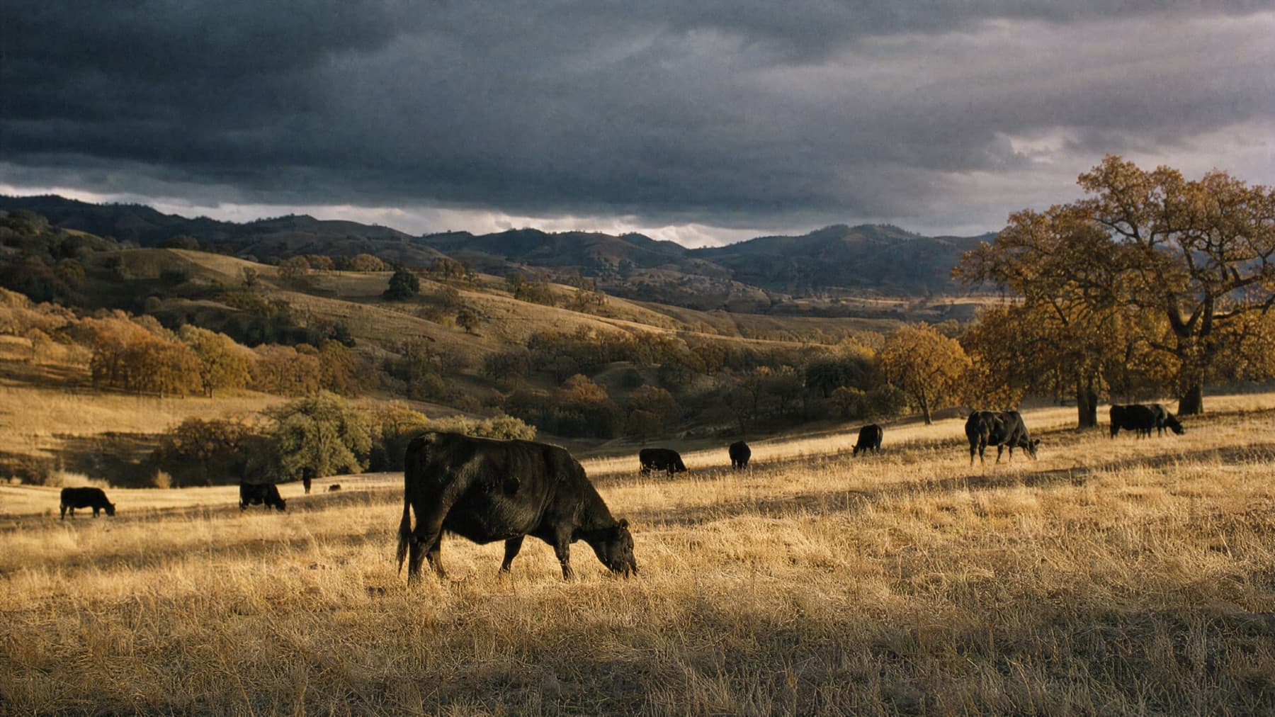 The herd grazing in a shaft of low sun under gathering autumn storm clouds
