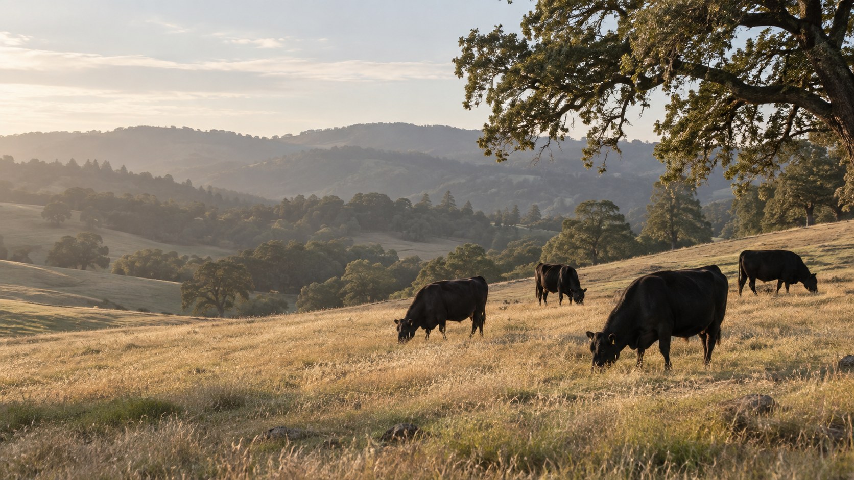 Black cattle grazing in a California foothill pasture